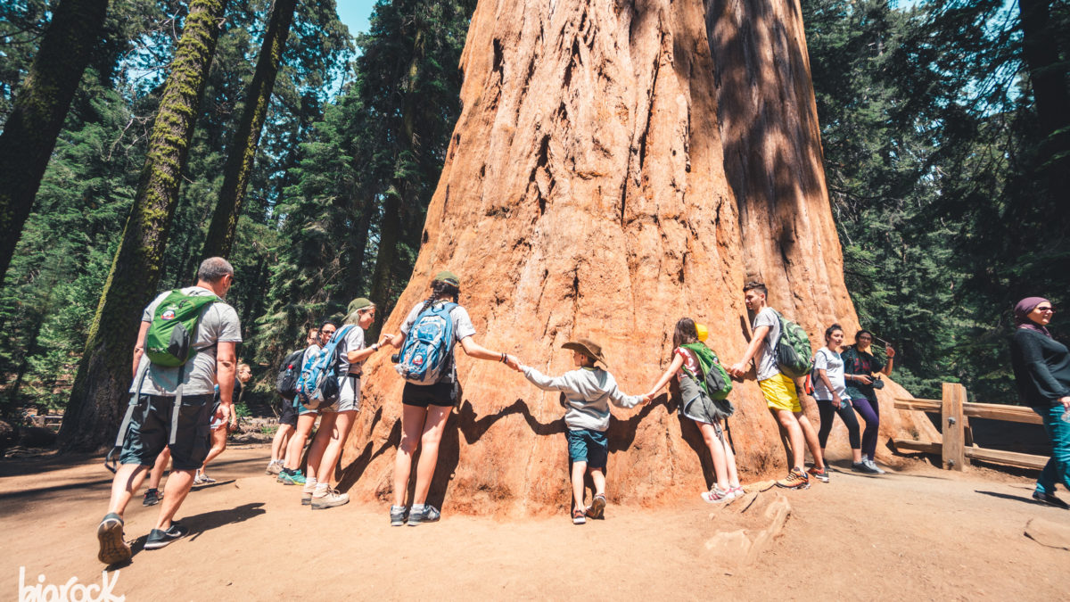 Abbracciare una sequoia gigante
